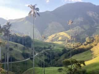 Fietspad slingert door het glooiende landschap met hoge palmbomen in Colombia, fietsreizen in Colombia worden door Veloglobe aangeboden.