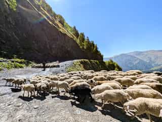 A flock of sheep crosses a mountain road in a picturesque Georgian landscape.